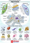 CPR Savers Protist Chart